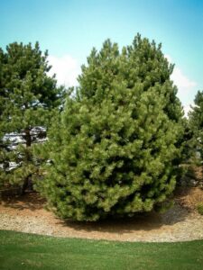 Сосна Чёрная (Pinus Nigra) купить по цене от 270.00р. в интернет-магазине «Посадика» с доставкой почтой в в Раменскоее и по всей России – [изображение №1].