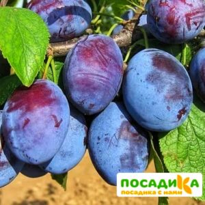 Слива Чачакская ранняя купить по цене от 229.00р. в интернет-магазине «Посадика» с доставкой почтой в в Раменскоее и по всей России – [изображение №1].