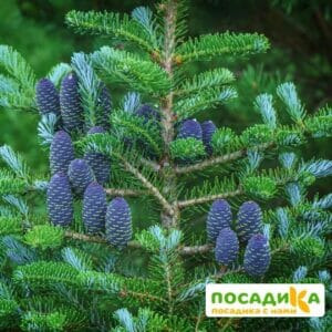 Пихта корейская (Abies koreana) купить по цене от 450.00р. в интернет-магазине «Посадика» с доставкой почтой в в Раменскоее и по всей России – [изображение №1].