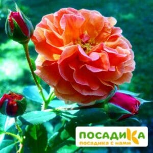 Роза Арабия купить по цене от 350.00р. в интернет-магазине «Посадика» с доставкой почтой в в Раменскоее и по всей России – [изображение №1].