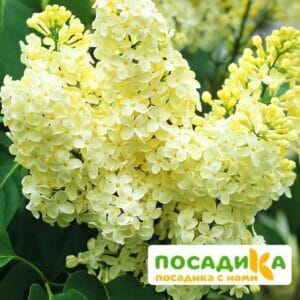 Сирень Примроуз (Primrose) купить по цене от 529.00р. в интернет-магазине «Посадика» с доставкой почтой в в Раменскоее и по всей России – [изображение №1].