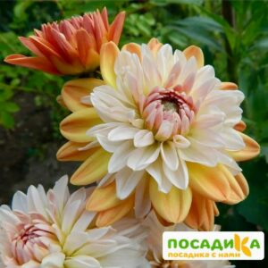 Георгина Коуп де Солейл (декоративная) купить по цене от 400р. в интернет-магазине «Посадика» с доставкой почтой в в Раменскоее и по всей России – [изображение №1].