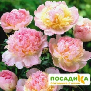 Пион Распберри Сандей (Paeonia Raspberry Sundae) купить по цене от 959р. в интернет-магазине «Посадика» с доставкой почтой в в Раменскоее и по всей России – [изображение №1].