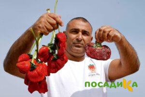 Клубника Гигант Джорнея купить по цене от 266р. в интернет-магазине «Посадика» с доставкой почтой в в Раменскоее и по всей России – [изображение №1].