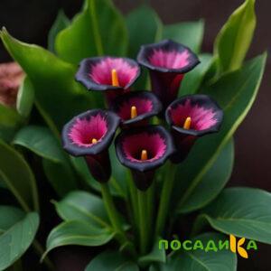Калла Аура Лейс купить по цене от 400р. в интернет-магазине «Посадика» с доставкой почтой в в Раменскоее и по всей России – [изображение №1].