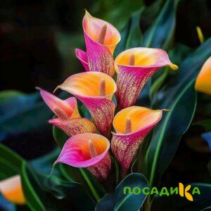Калла Оникс купить по цене от 450р. в интернет-магазине «Посадика» с доставкой почтой в в Раменскоее и по всей России – [изображение №1].
