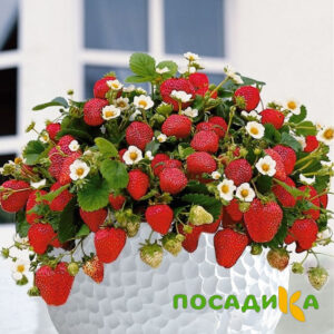 Клубника Рубиновый Шепот (горшечная) купить по цене от 240р. в интернет-магазине «Посадика» с доставкой почтой в в Раменскоее и по всей России – [изображение №1].