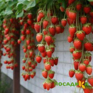 Клубника вьющаяся Комплимент купить по цене от 470р. в интернет-магазине «Посадика» с доставкой почтой в в Раменскоее и по всей России – [изображение №1].