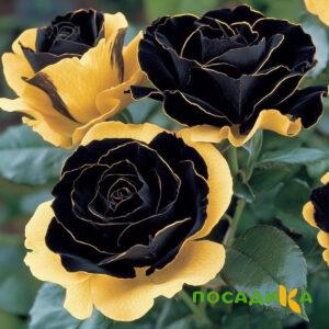 Роза Ханни Сикл купить по цене от 700р. в интернет-магазине «Посадика» с доставкой почтой в в Раменскоее и по всей России – [изображение №1].