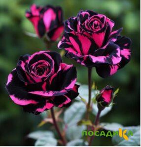 Роза Багровый Шепот купить по цене от 366р. в интернет-магазине «Посадика» с доставкой почтой в в Раменскоее и по всей России – [изображение №1].