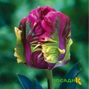 Тюльпан Экзотик Хэвен купить по цене от 186р. в интернет-магазине «Посадика» с доставкой почтой в в Раменскоее и по всей России – [изображение №1].