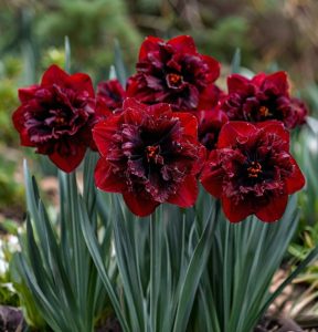 Нарцисс Сапфировый Бриз купить по цене от 3000р. в интернет-магазине «Посадика» с доставкой почтой в в Раменскоее и по всей России – [изображение №1].