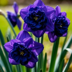 Нарцисс Арт Нуво купить по цене от 378р. в интернет-магазине «Посадика» с доставкой почтой в в Раменскоее и по всей России – [изображение №1].