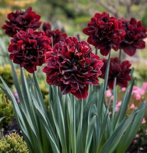 Нарцисс Малиновая Вуаль купить по цене от 3000р. в интернет-магазине «Посадика» с доставкой почтой в в Раменскоее и по всей России – [изображение №1].